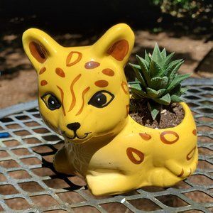 Yellow Cat Planter with Haworthia succulent